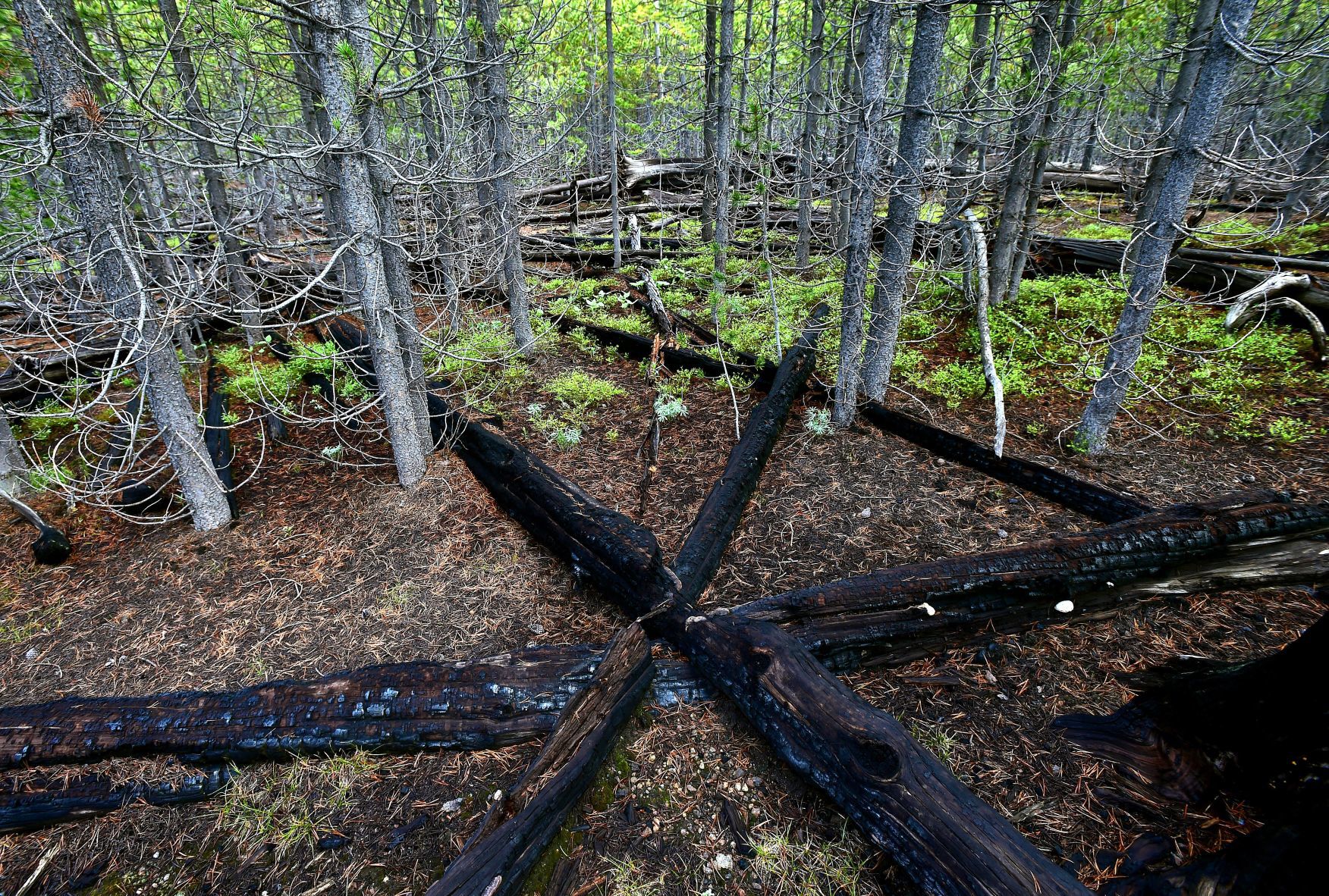 Fire burned crossed trees